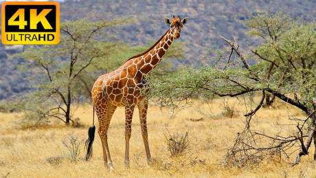 Malay Amboseli National Parks Manyeleti Reserve