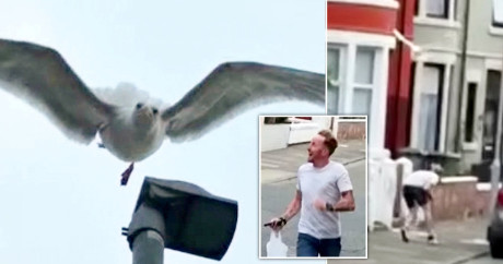 Squawking Seagull Sends Dad Into A Panic After Dive Bombing Aydintepemedya